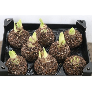 Wax Hipp Hout Natuur