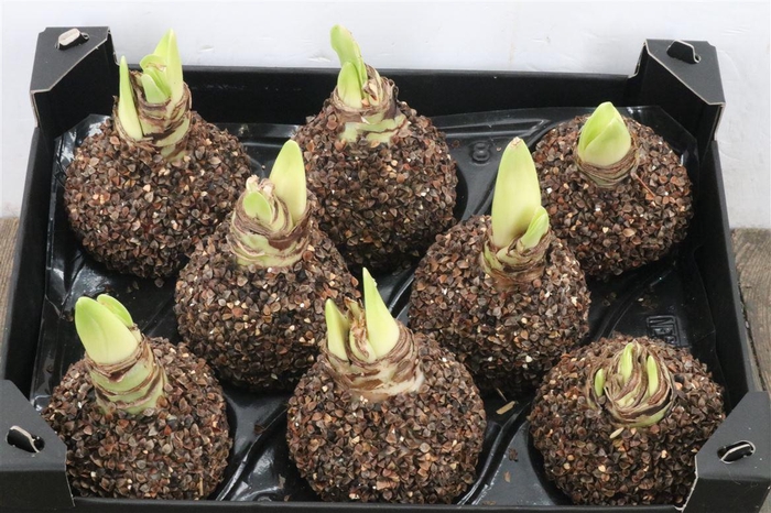 <h4>Wax Hipp Hout Natuur</h4>