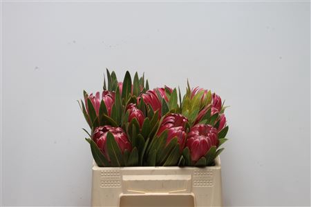 <h4>Protea Brenda</h4>