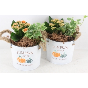 arr4 Outdoor PL - Zink pumpkin x3