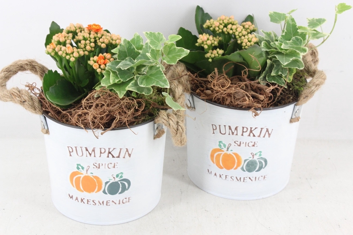 <h4>arr2 PL - Zink pumpkin x3</h4>