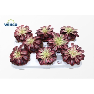 Aeonium Medusa