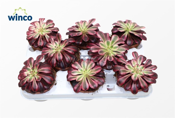 <h4>Aeonium Medusa</h4>