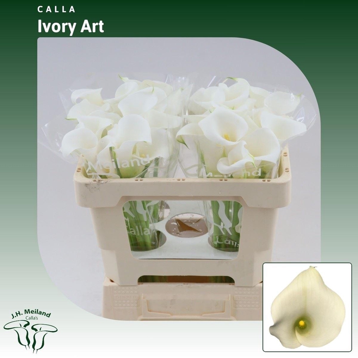 <h4>Calla Ivory Art</h4>