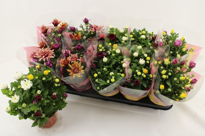 <h4>CHRYS GEM IN POT</h4>