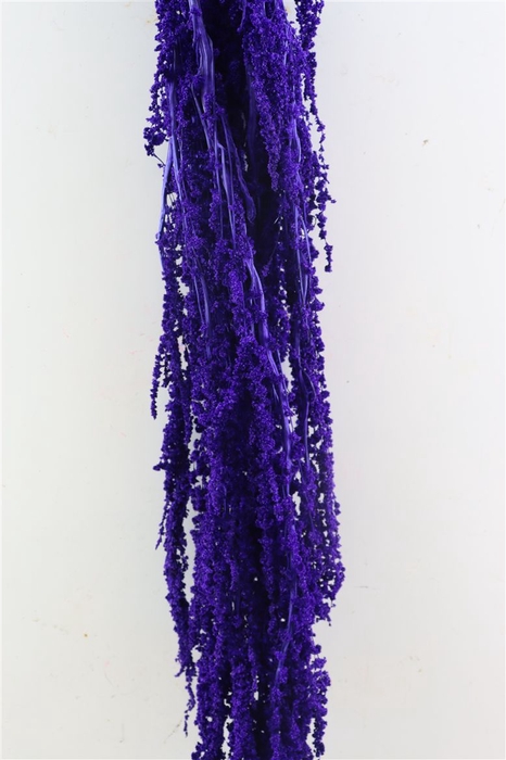 Pres Amaranthus Caud Light Purple Bunch