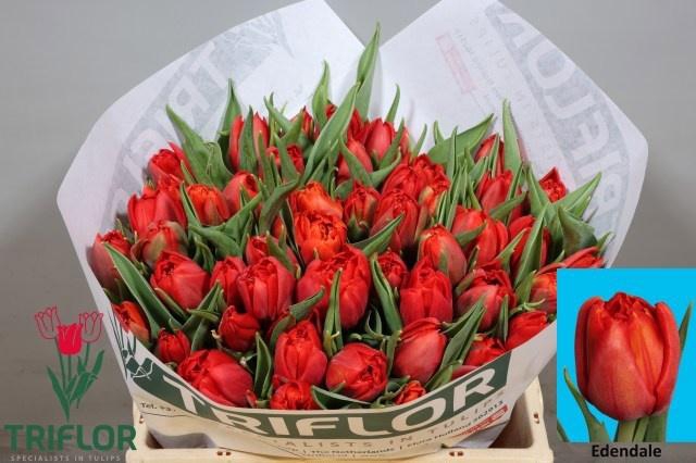 <h4>TU DU EDENDALE</h4>