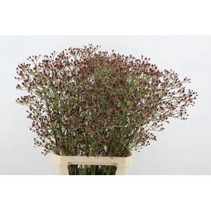 ERYN PAN MAG R THUND 100CM