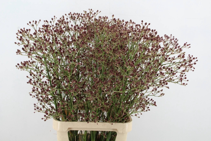 <h4>ERYN PAN MAG R THUND 100CM</h4>