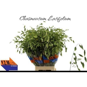 Chasmanth Latifolium 80 Cm