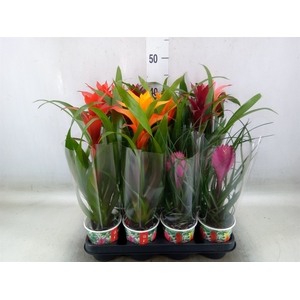 Bromelia   ...mix
