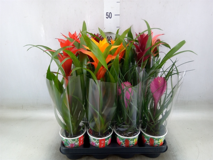 <h4>Bromelia   ...mix</h4>
