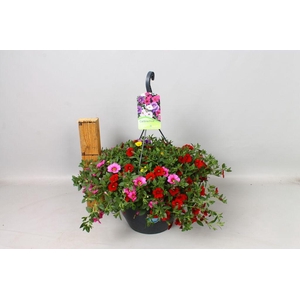 .Hanging baskets calibrachoa mix