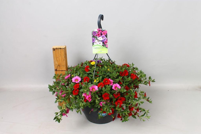 <h4>.Hanging baskets calibrachoa mix</h4>