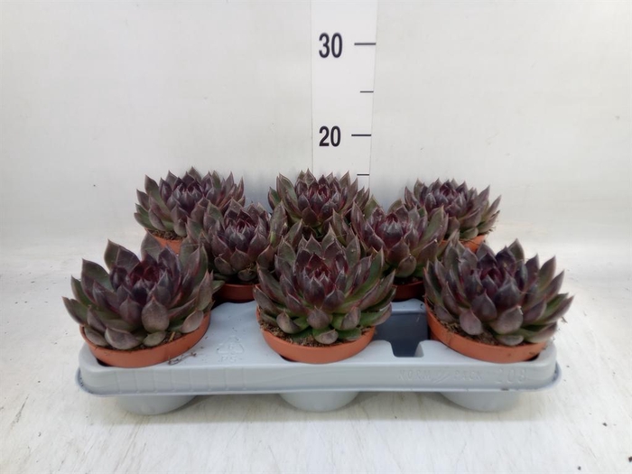 <h4>Echeveria   ...</h4>
