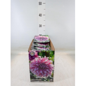 Dahlia   ...flowerbulbs