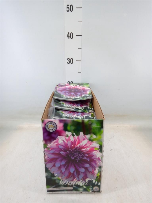 <h4>Dahlia   ...flowerbulbs</h4>