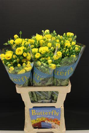 Ran Butterfly Phytalos 60cm