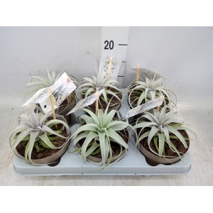 Tillandsia xerographica