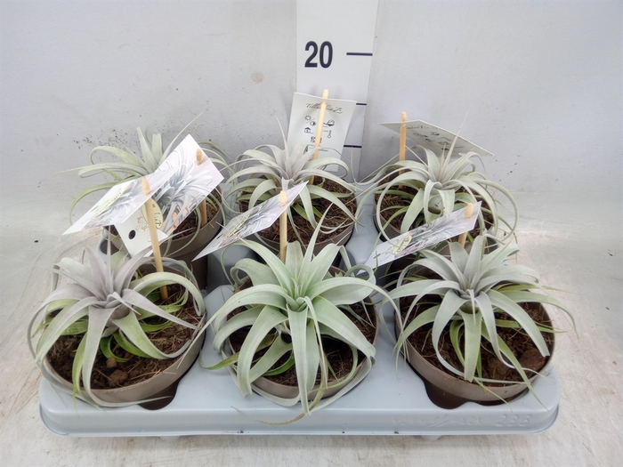 <h4>Tillandsia xerographica</h4>