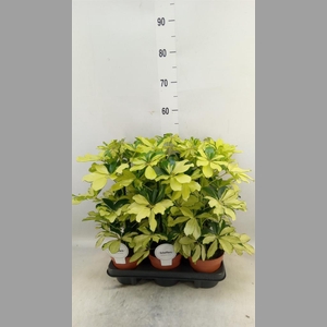 Schefflera arbor. 'Melanie'