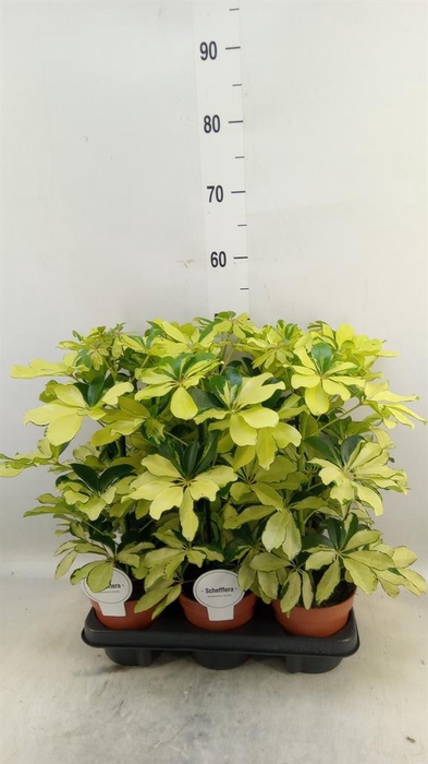 <h4>Schefflera arbor. 'Melanie'</h4>