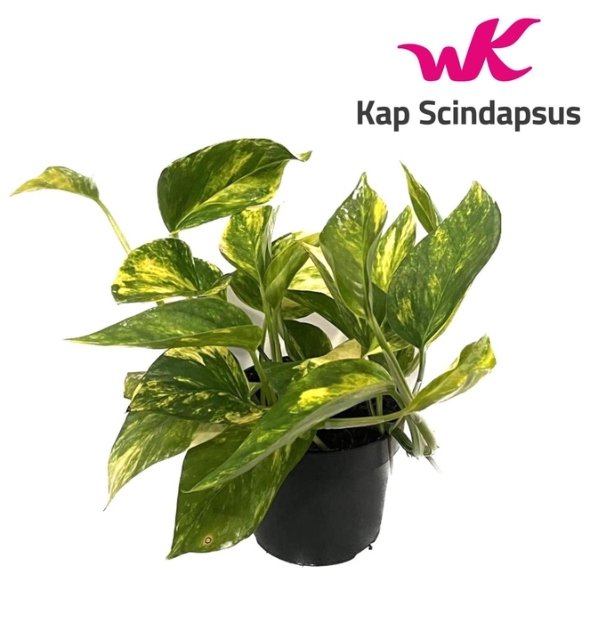 <h4>Scindapsus (epipremnum) Pinnatum Hi</h4>