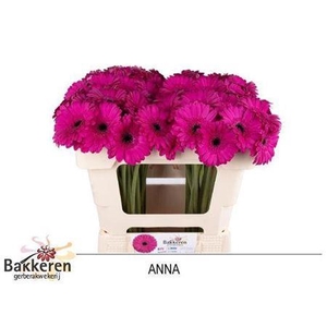 Ge Mi Anna 07 CM,AQUA,(NL),MPS A,(20)