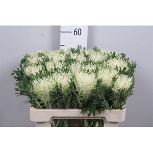 Brass Crane Fea Snow