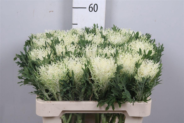 <h4>Brass Crane Fea Snow</h4>