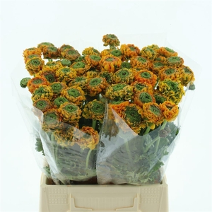 Ran Ponpon Merlino Orange Extra