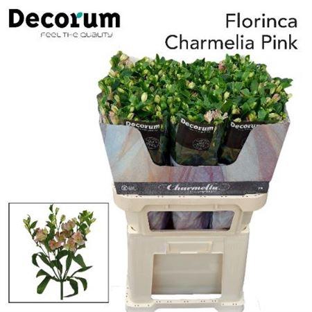 <h4>Alst Fl Charmelia Pink</h4>