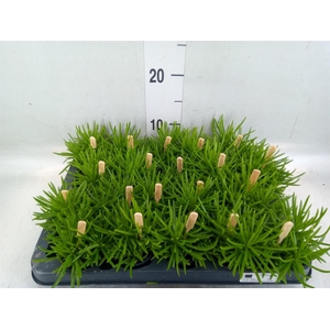 Senecio archeri 'Himalaya'