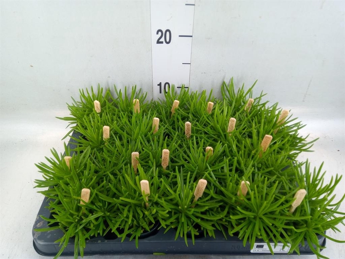 <h4>Senecio archeri 'Himalaya'</h4>