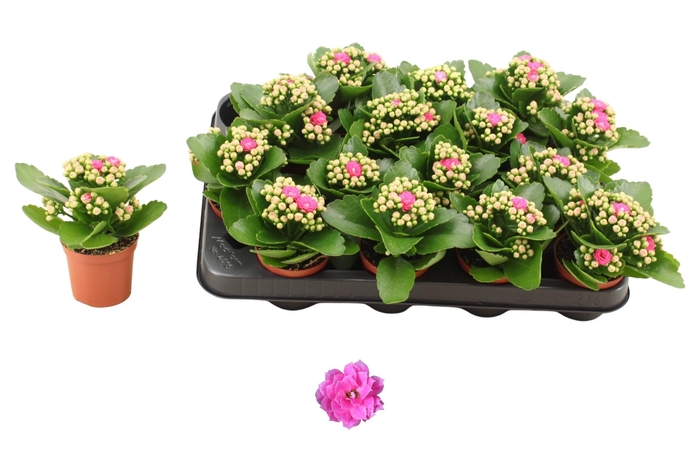 <h4>KAL GE NANDO PINK</h4>