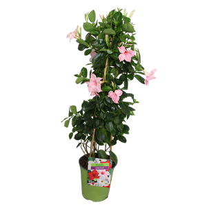 Pyramide 19cm Sundaville Cream Pink