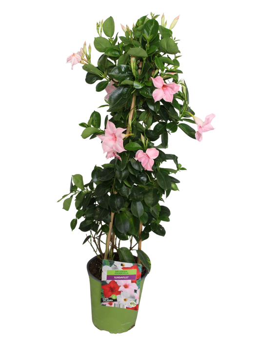 <h4>Pyramide 19cm Sundaville Cream Pink</h4>
