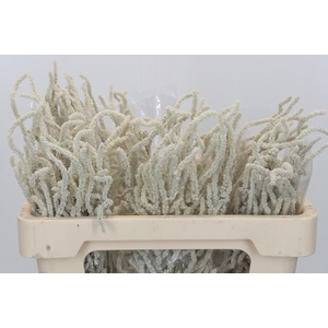 Amaranthus Yearming Desert