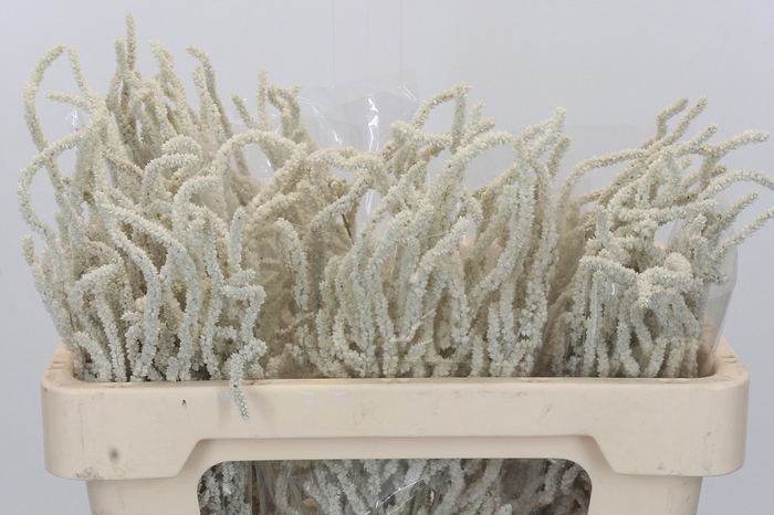 Amaranthus Yearming Desert