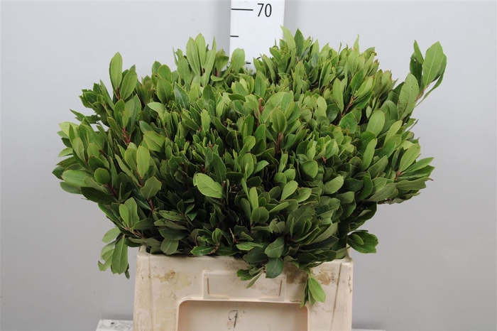 <h4>Arbutus Unedo</h4>