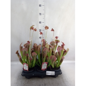 Sarracenia   ...