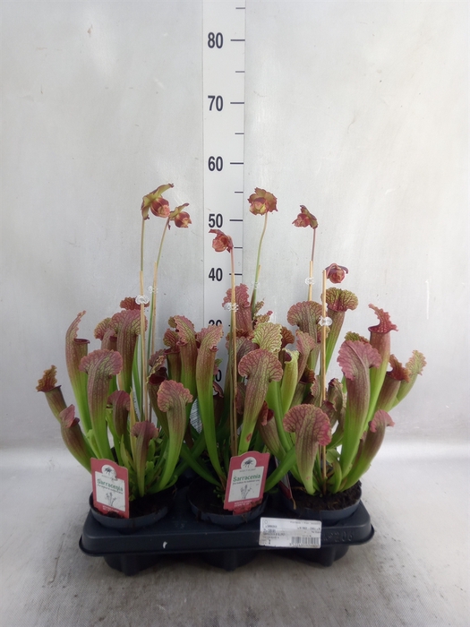 Sarracenia   ...