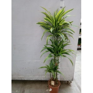 Dracaena fr de 'LemonLime'