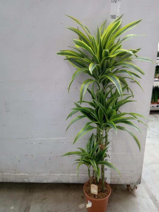 <h4>Dracaena fr de 'LemonLime'</h4>
