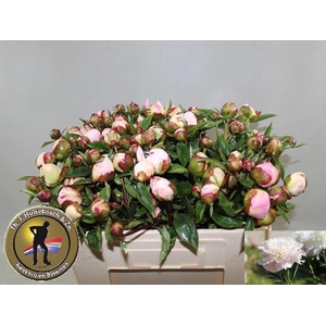 PAEO L GARDENIA