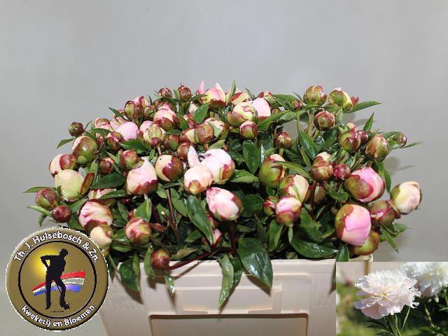 <h4>PAEO L GARDENIA</h4>