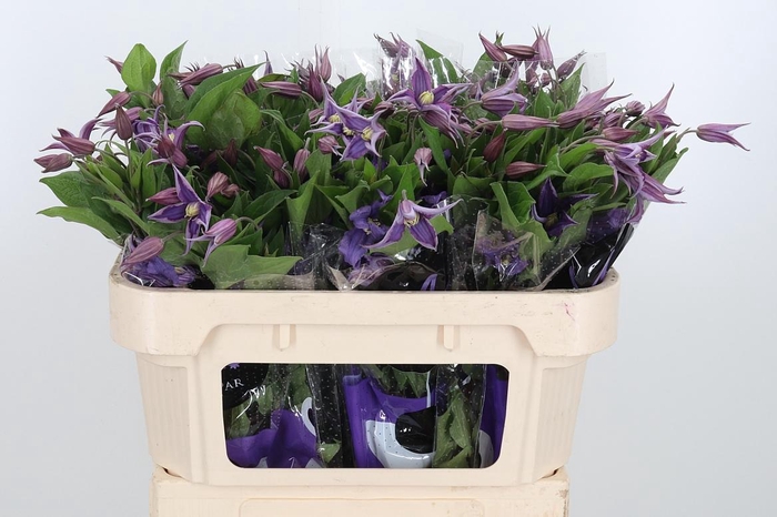 <h4>Clem Amazing Rome</h4>