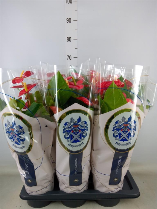 <h4>Anthurium andr. 'Jambo Red'</h4>