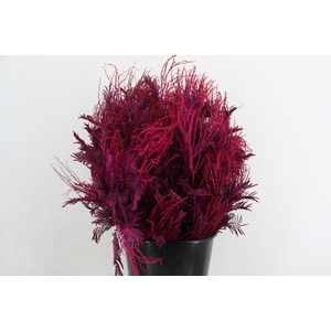 ACACIA MIMOSA DEALBATA LILLA 200GR
