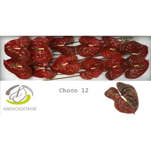 Anthurium Choco